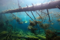   Underwaterforest  